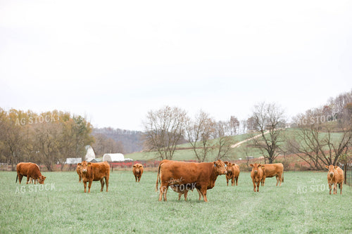 Red Angus Cow Calf Pair 230014