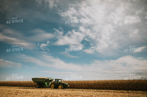 Corn Harvest 6567