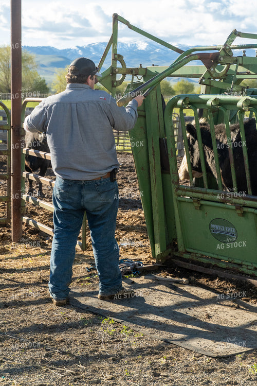 Pregnancy Checking Cows 65623