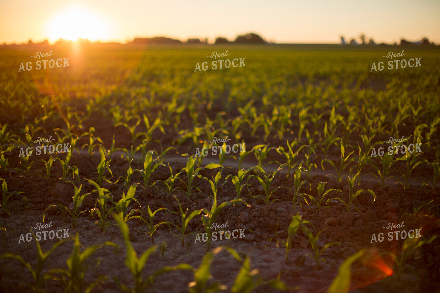 Corn - Early Growth 1088
