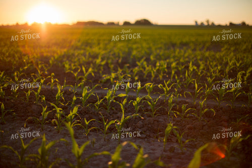Corn - Early Growth 1088
