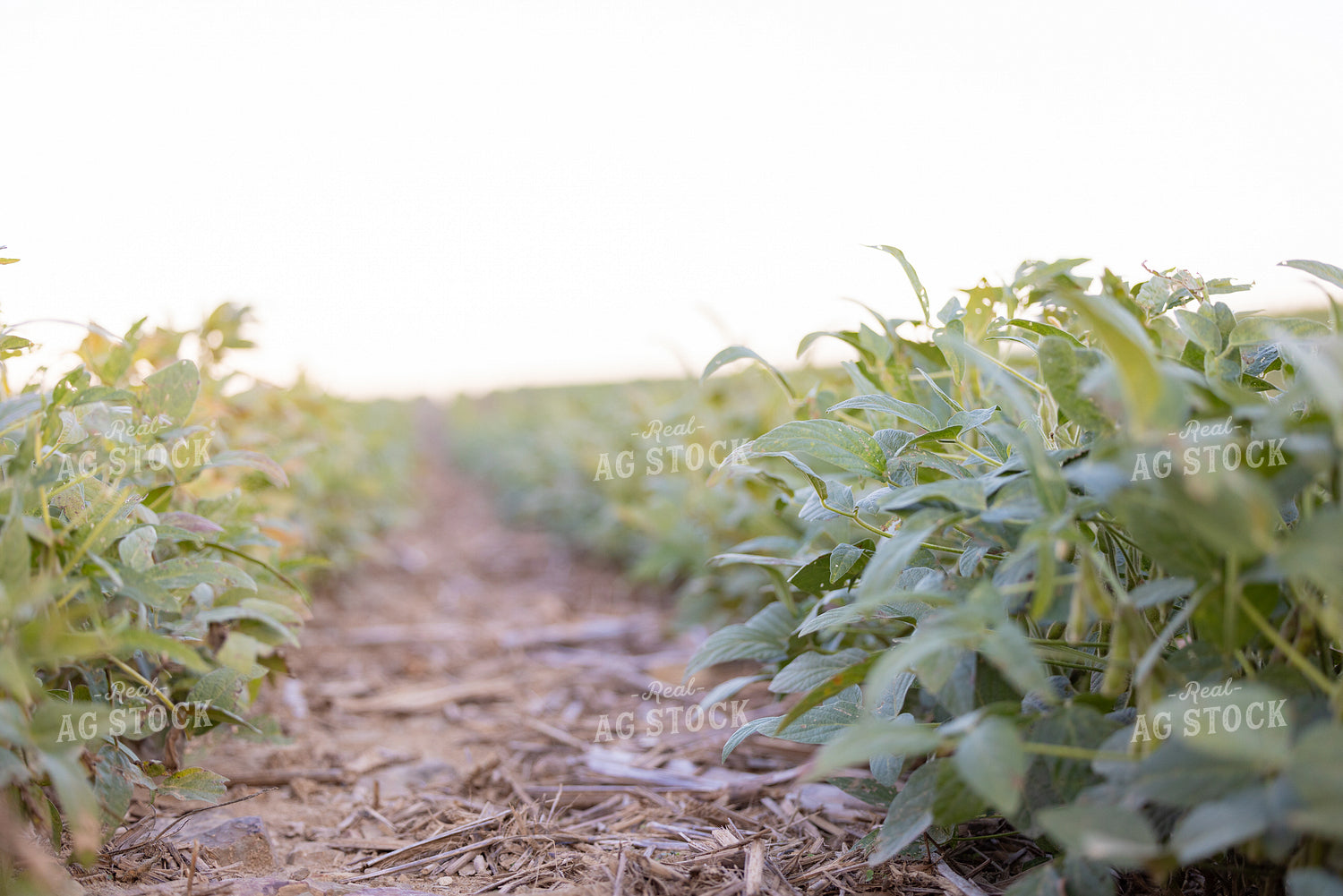 Soybean Field in Drought 233039
