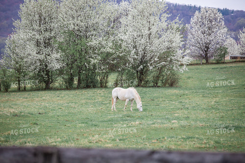 Horse Grazing 270492