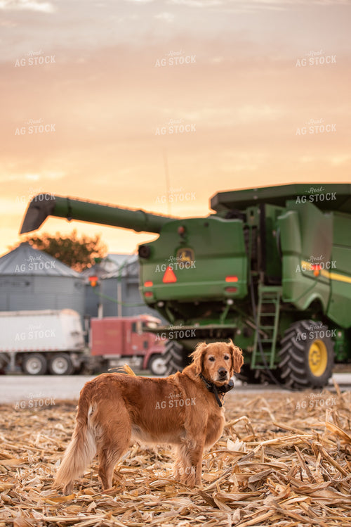Farm Dog 274039