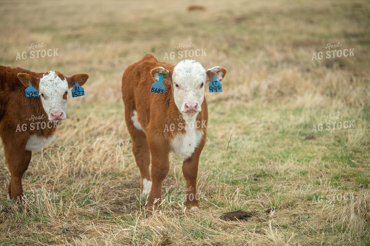 Hereford Calves 212101