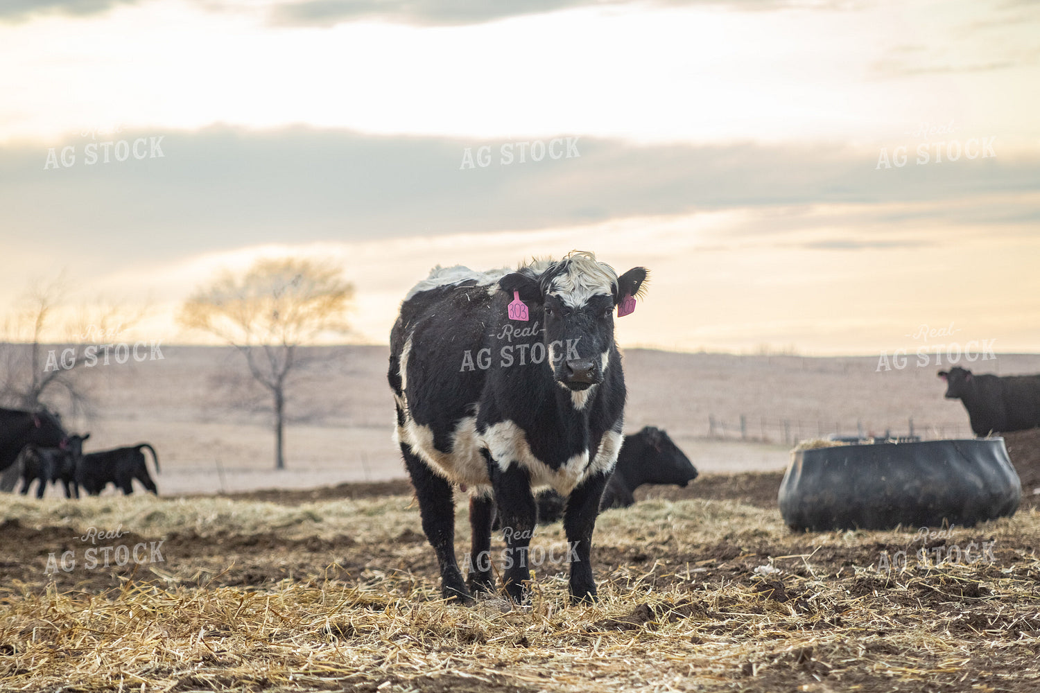 Cow 155357