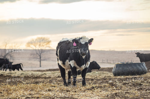 Cow 155357