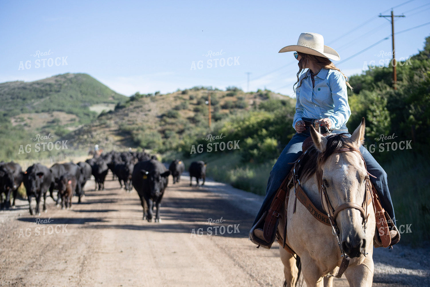 Cowgirl on Cattle Drive 117386