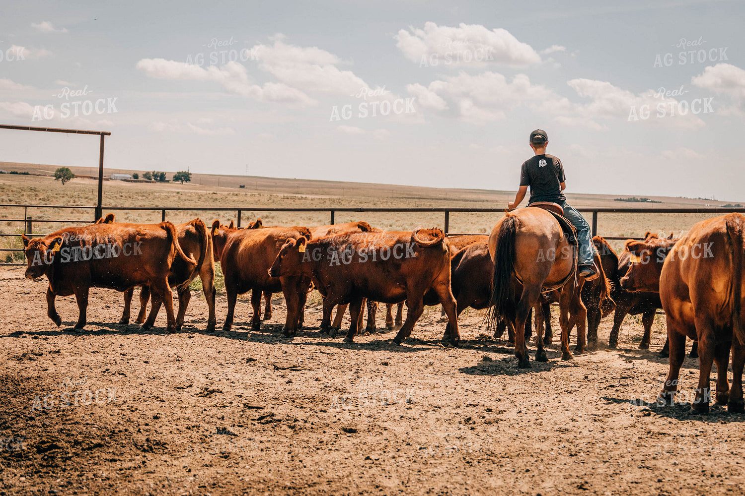 Rancher on Horse with Cattle 97036