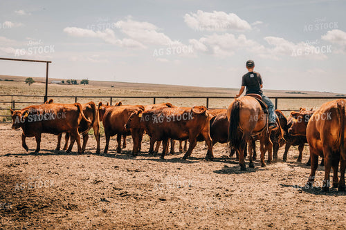 Rancher on Horse with Cattle 97036