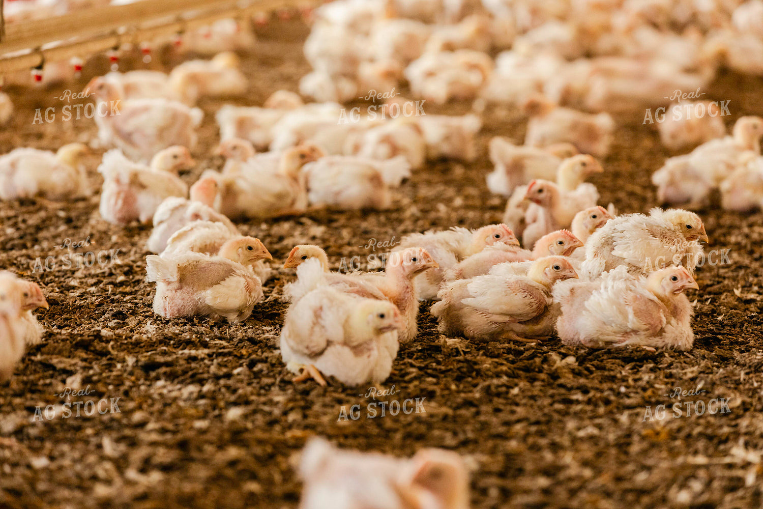 Broiler Chickens in Barn 280027
