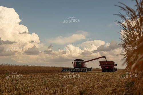 Corn Harvest 303039