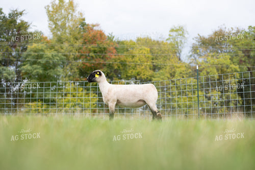 Sheep on Pasture 269027