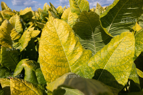 Field of Tobacco 52544