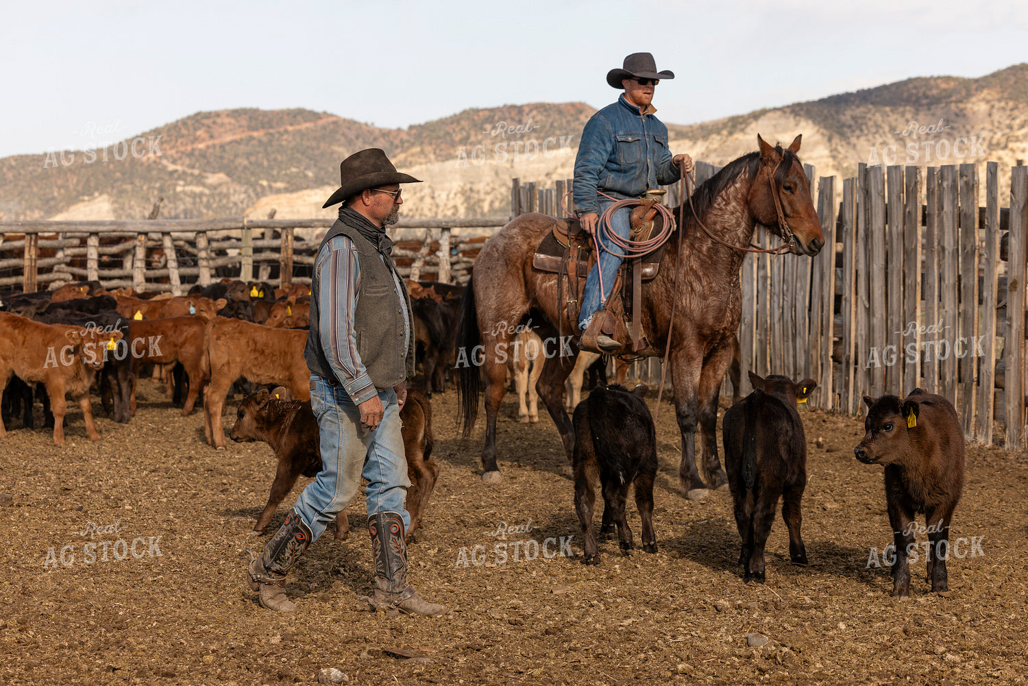 Ranchers Sorting Calves 200056