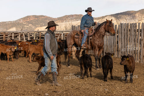 Ranchers Sorting Calves 200056