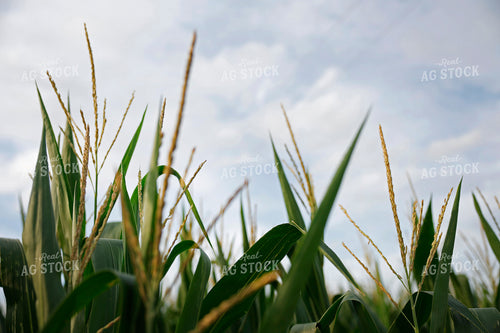 Corn Tassels 129134
