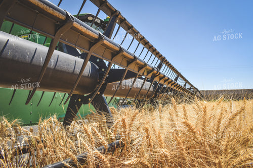 Wheat Harvest 56088