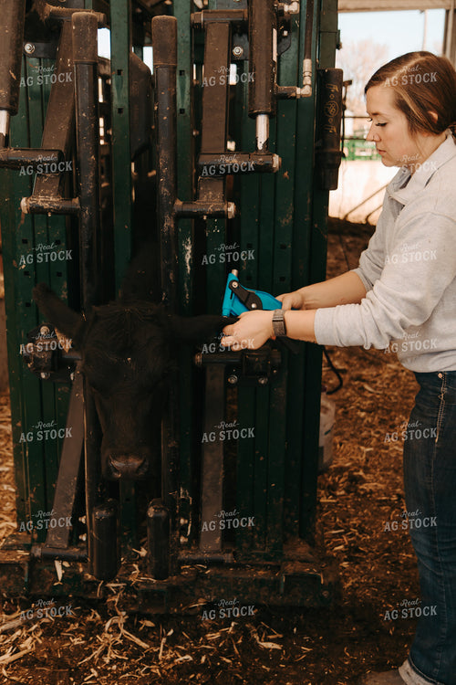 Female Farmer Tagging Cattle 67733