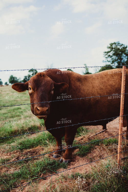 Bull in Pasture 203063