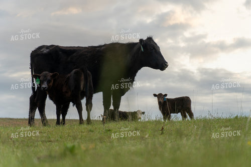Black Cows and Calves Grazing on Open Grassland Under Cloudy Sky 65218