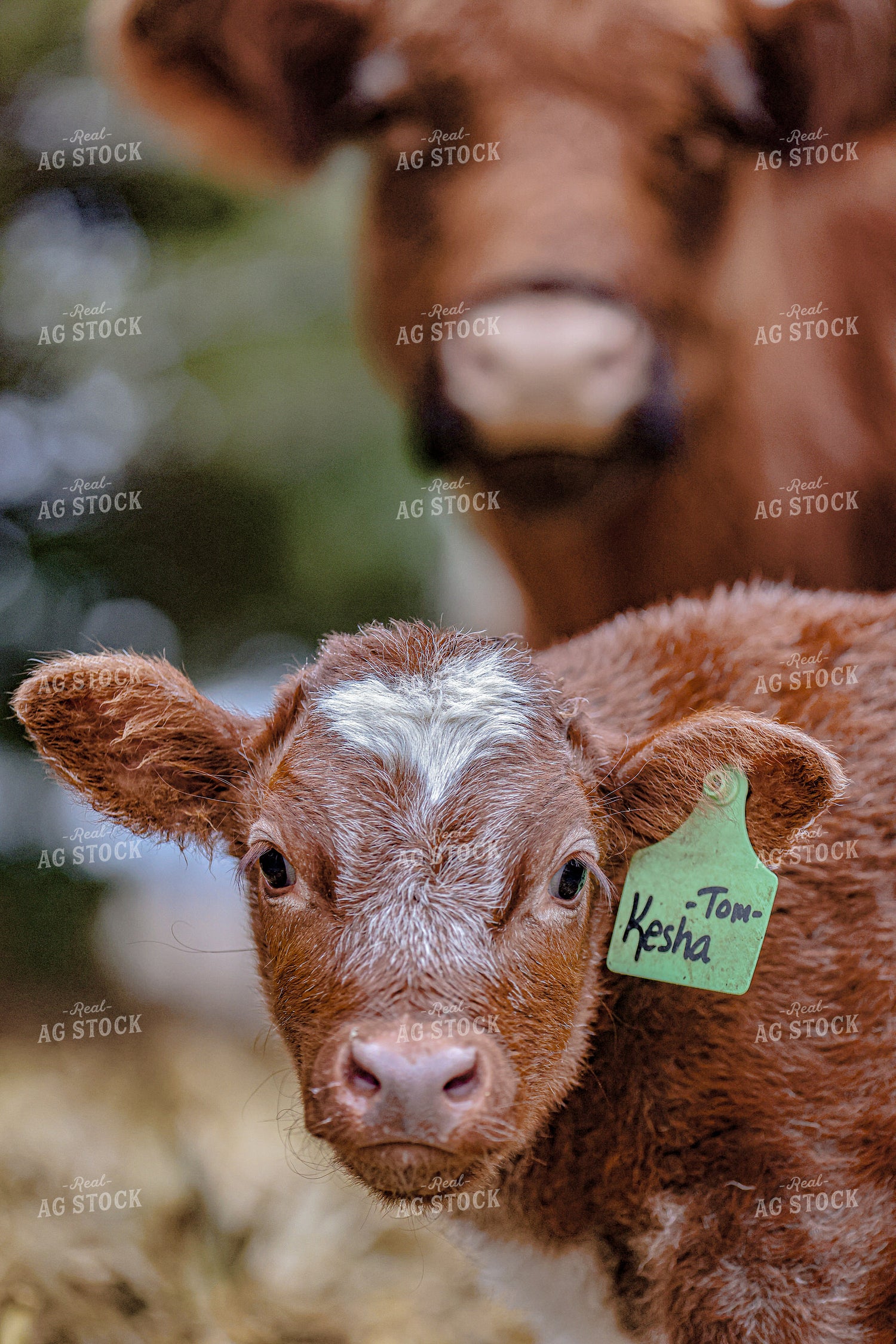 Shorthorn Calf 160496