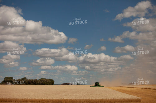 Wheat 2145