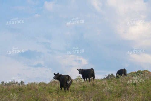 Black Angus Cattle on Pasture 145055
