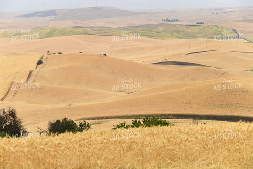 Wheat Field 129050