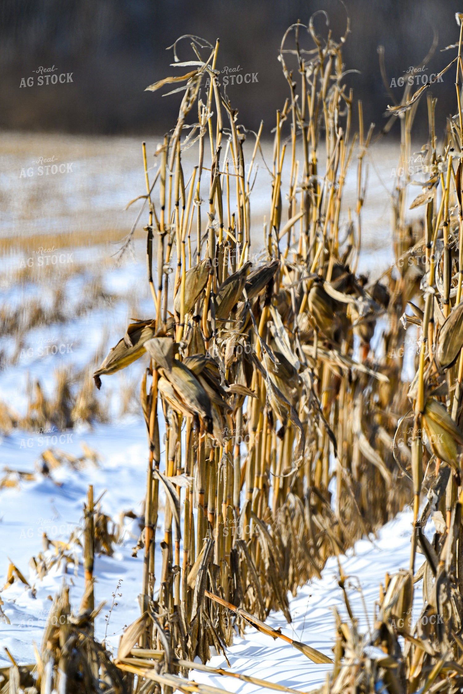 Corn Standing in Snow 166029