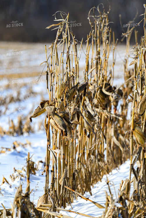 Corn Standing in Snow 166029