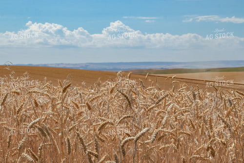 Wheat Field 188084