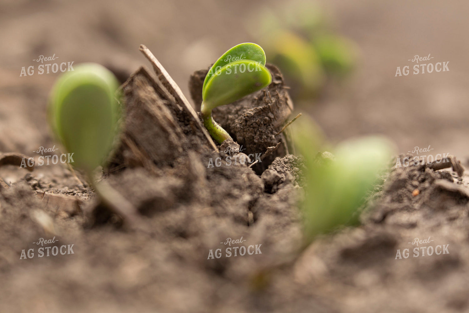 Soybeans - Early Growth 1386