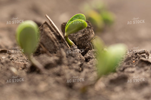 Soybeans - Early Growth 1386