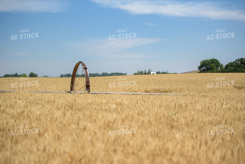 Dried Wheat Field with Irrigation 57016