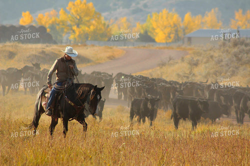 Cattlemen in Pasture 63046