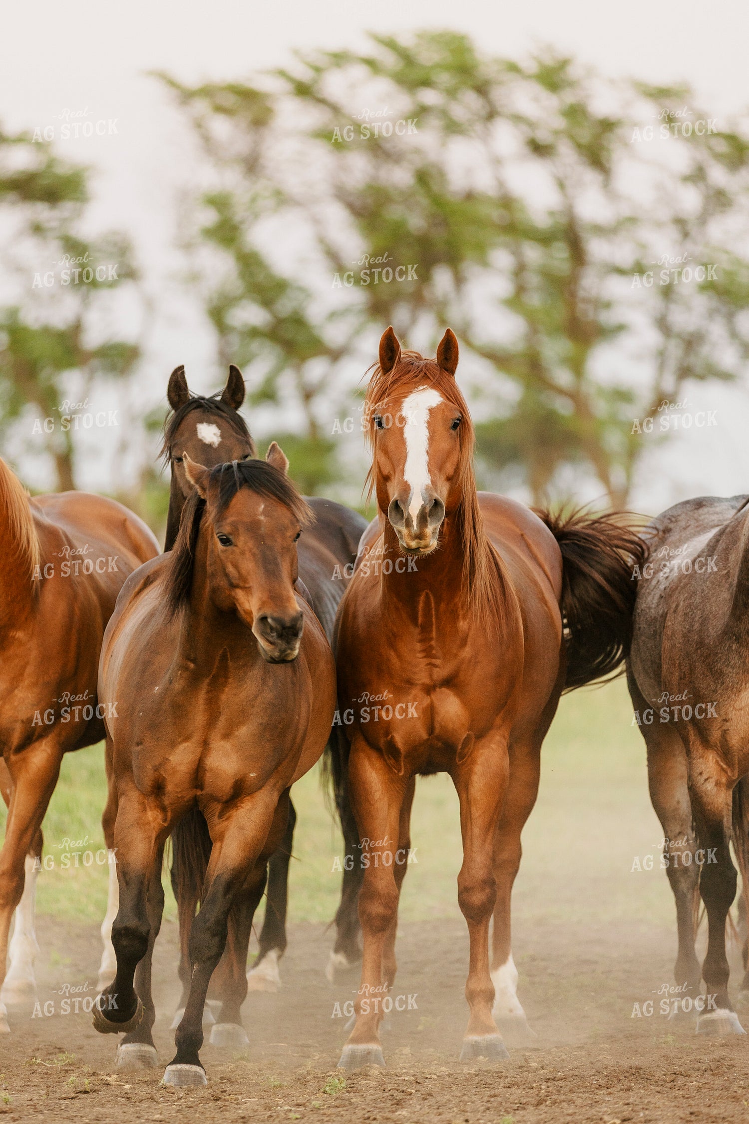 Horses 207010