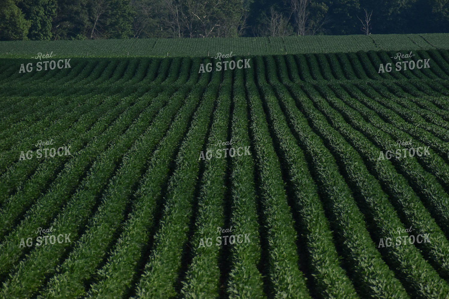 Soybean Field 84111