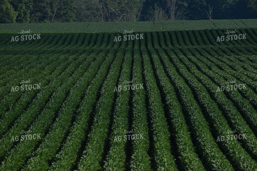 Soybean Field 84111