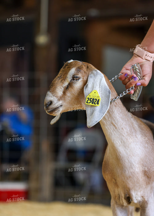 Showing Goats 160079