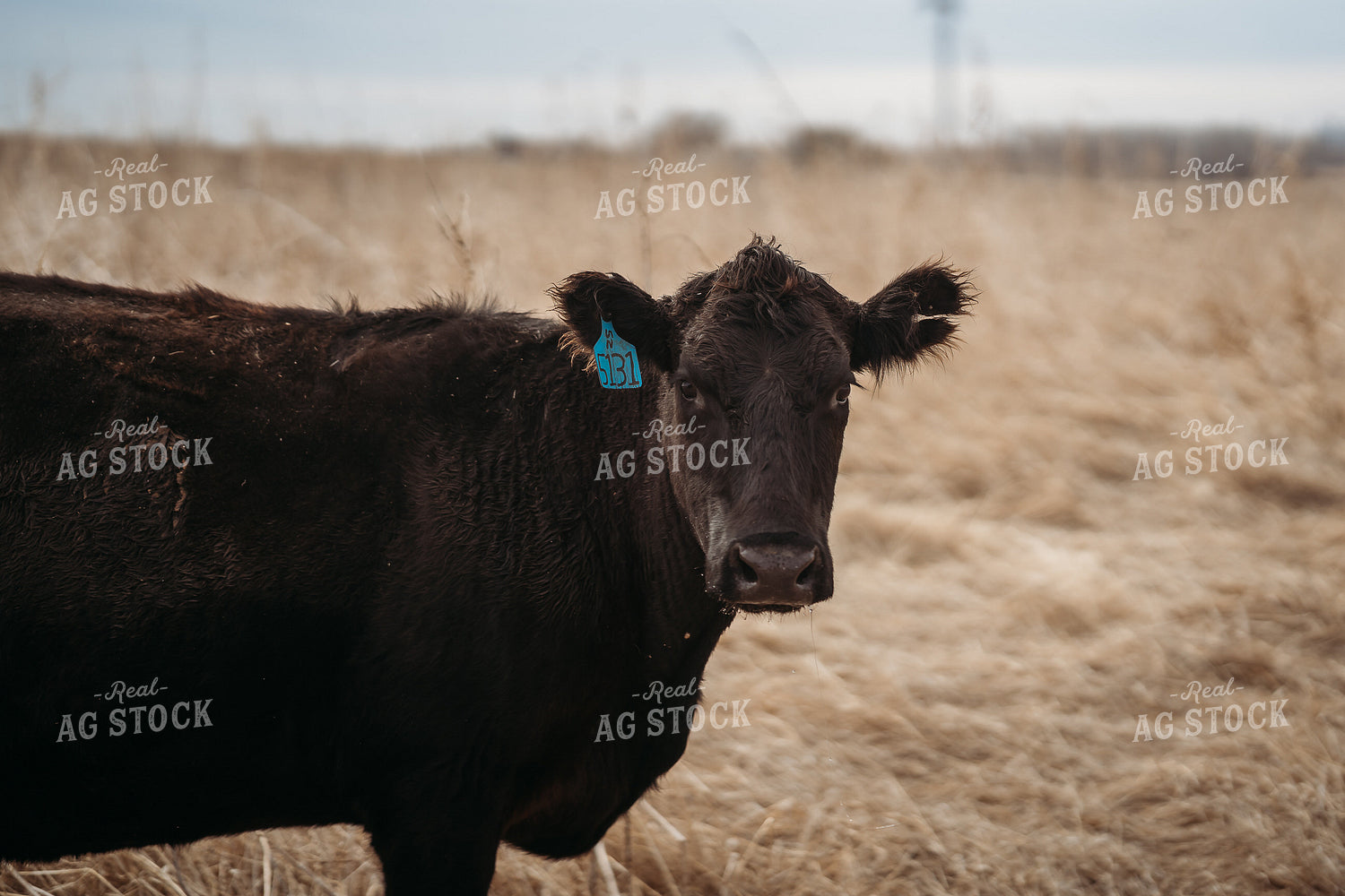 Black Angus Cow 196216