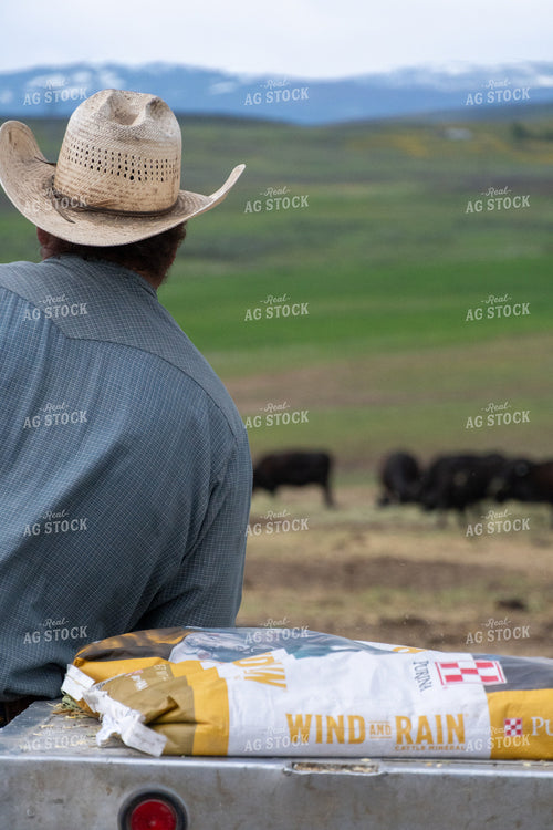 Rancher Observing Cattle with Feed Sack 65271