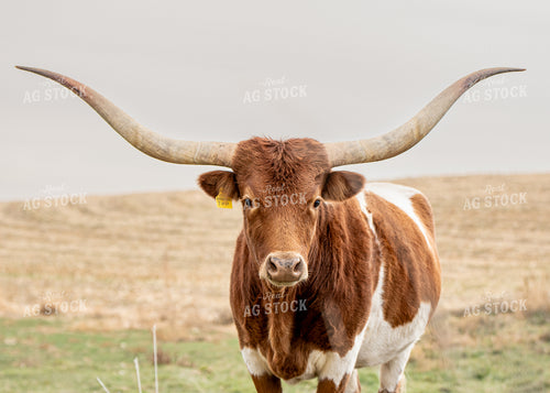 Longhorn Cattle 193006