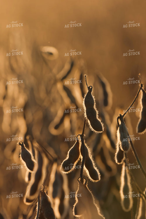 Dried Soybeans Close Up 109156