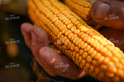 Farmer Checking Corn Ears 191256