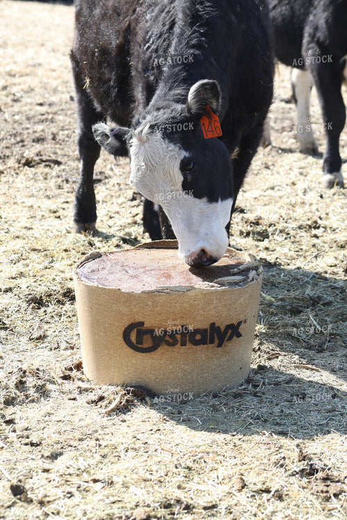 Angus Cow Licking Salt Block 117235
