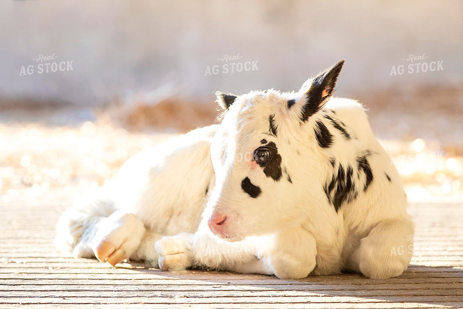 Dairy Calf 55084