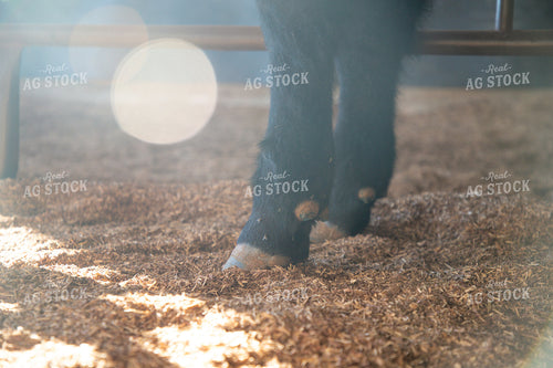 Angus Cattle Hooves 208040
