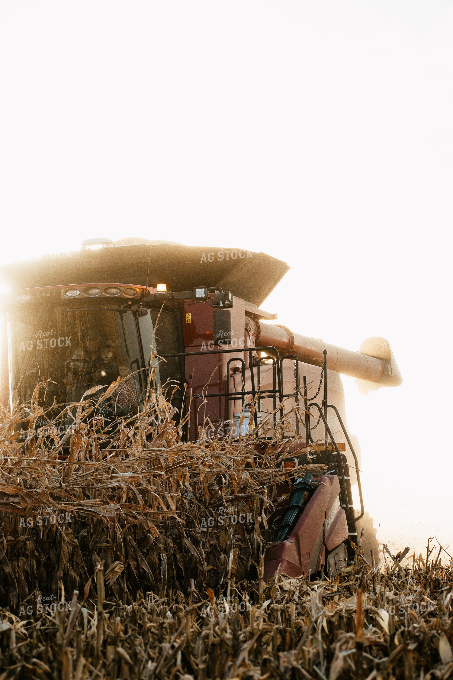 Corn Harvest 223022
