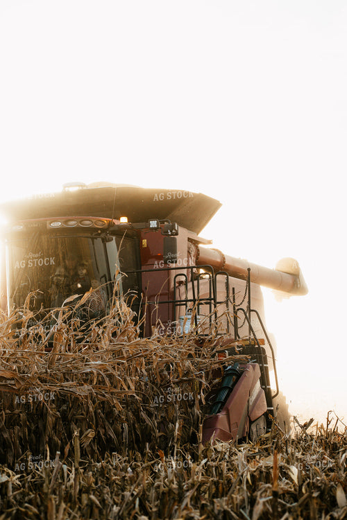 Corn Harvest 223022